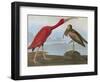 Audubon: Scarlet Ibis-John James Audubon-Framed Giclee Print