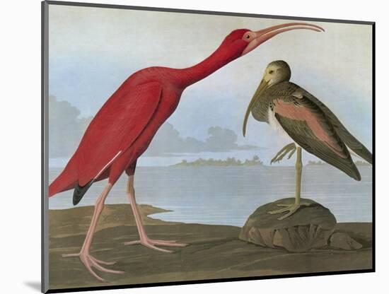 Audubon: Scarlet Ibis-John James Audubon-Mounted Giclee Print