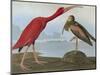 Audubon: Scarlet Ibis-John James Audubon-Mounted Giclee Print