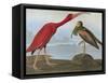 Audubon: Scarlet Ibis-John James Audubon-Framed Stretched Canvas