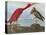 Audubon: Scarlet Ibis-John James Audubon-Stretched Canvas