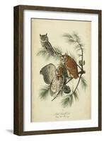 Audubon Screech Owl-John James Audubon-Framed Art Print