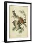 Audubon Screech Owl-John James Audubon-Framed Art Print