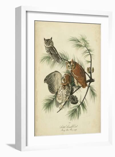 Audubon Screech Owl-John James Audubon-Framed Art Print