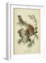 Audubon Screech Owl-John James Audubon-Framed Art Print