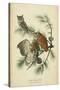 Audubon Screech Owl-John James Audubon-Stretched Canvas