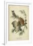 Audubon Screech Owl-John James Audubon-Framed Art Print