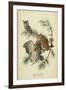 Audubon Screech Owl-John James Audubon-Framed Art Print