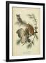 Audubon Screech Owl-John James Audubon-Framed Art Print