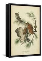 Audubon Screech Owl-John James Audubon-Framed Stretched Canvas