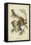 Audubon Screech Owl-John James Audubon-Framed Stretched Canvas