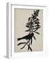 Audubon Silhouette I-Vision Studio-Framed Art Print