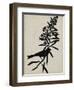 Audubon Silhouette I-Vision Studio-Framed Art Print