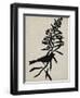 Audubon Silhouette I-Vision Studio-Framed Art Print