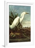 Audubon Snowy Egret Bird-null-Framed Art Print