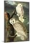 Audubon Snowy Owl Bird Art Poster Print-null-Mounted Poster