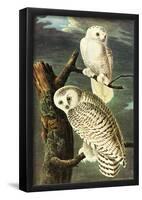 Audubon Snowy Owl Bird Art Poster Print-null-Framed Poster