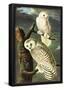 Audubon Snowy Owl Bird Art Poster Print-null-Framed Poster