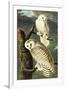 Audubon Snowy Owl Bird-null-Framed Art Print