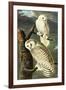 Audubon Snowy Owl Bird-null-Framed Art Print