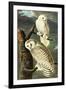 Audubon Snowy Owl Bird-null-Framed Art Print