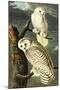 Audubon Snowy Owl Bird-null-Mounted Art Print