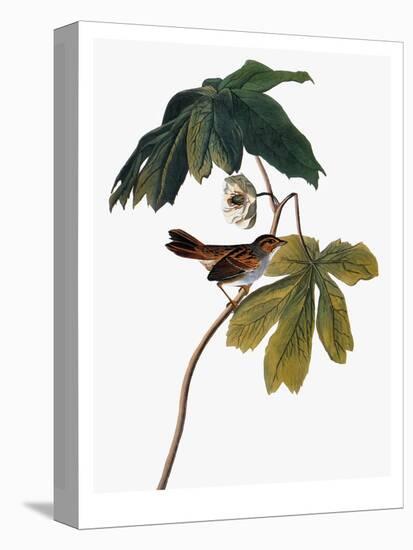 Audubon: Sparrow, 1827-38-John James Audubon-Stretched Canvas