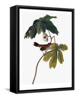 Audubon: Sparrow, 1827-38-John James Audubon-Framed Stretched Canvas