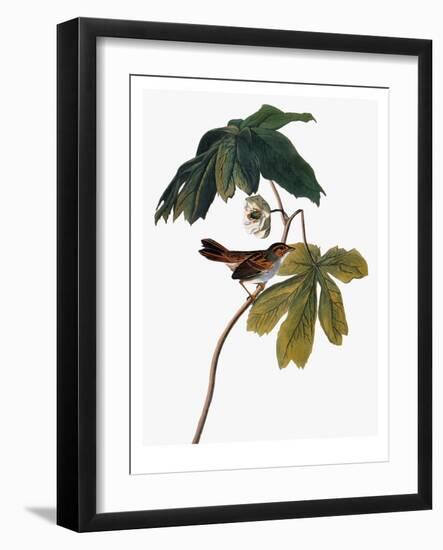 Audubon: Sparrow, 1827-38-John James Audubon-Framed Premium Giclee Print