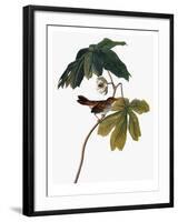 Audubon: Sparrow, 1827-38-John James Audubon-Framed Giclee Print