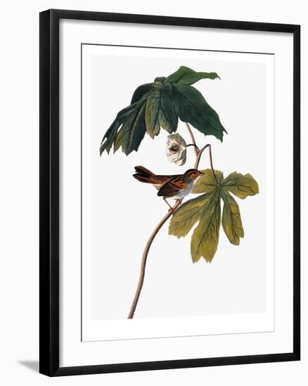 Audubon: Sparrow, 1827-38-John James Audubon-Framed Giclee Print