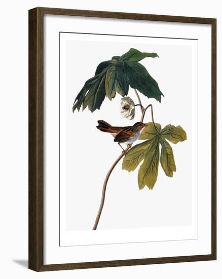 Audubon: Sparrow, 1827-38-John James Audubon-Framed Giclee Print