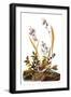 Audubon: Sparrow, 1827-38-John James Audubon-Framed Giclee Print