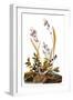 Audubon: Sparrow, 1827-38-John James Audubon-Framed Giclee Print