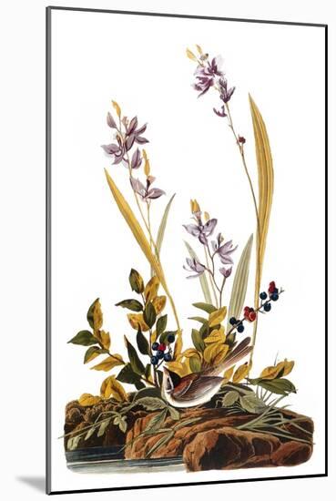 Audubon: Sparrow, 1827-38-John James Audubon-Mounted Giclee Print