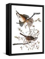 Audubon: Sparrow, 1827-38-John James Audubon-Framed Stretched Canvas