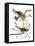 Audubon: Sparrow, 1827-38-John James Audubon-Framed Stretched Canvas