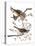 Audubon: Sparrow, 1827-38-John James Audubon-Stretched Canvas