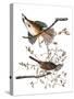 Audubon: Sparrow, 1827-38-John James Audubon-Stretched Canvas