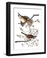 Audubon: Sparrow, 1827-38-John James Audubon-Framed Giclee Print