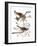 Audubon: Sparrow, 1827-38-John James Audubon-Framed Giclee Print