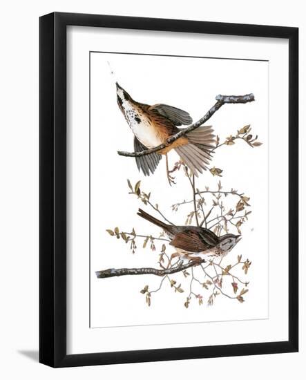 Audubon: Sparrow, 1827-38-John James Audubon-Framed Giclee Print