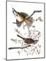 Audubon: Sparrow, 1827-38-John James Audubon-Mounted Giclee Print