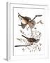 Audubon: Sparrow, 1827-38-John James Audubon-Framed Giclee Print