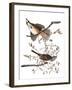 Audubon: Sparrow, 1827-38-John James Audubon-Framed Giclee Print