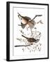 Audubon: Sparrow, 1827-38-John James Audubon-Framed Giclee Print