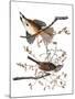 Audubon: Sparrow, 1827-38-John James Audubon-Mounted Giclee Print