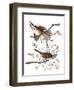 Audubon: Sparrow, 1827-38-John James Audubon-Framed Premium Giclee Print
