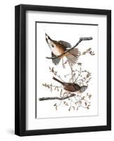 Audubon: Sparrow, 1827-38-John James Audubon-Framed Premium Giclee Print