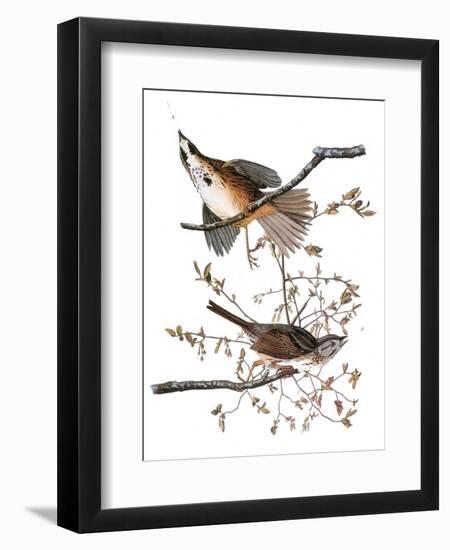 Audubon: Sparrow, 1827-38-John James Audubon-Framed Premium Giclee Print